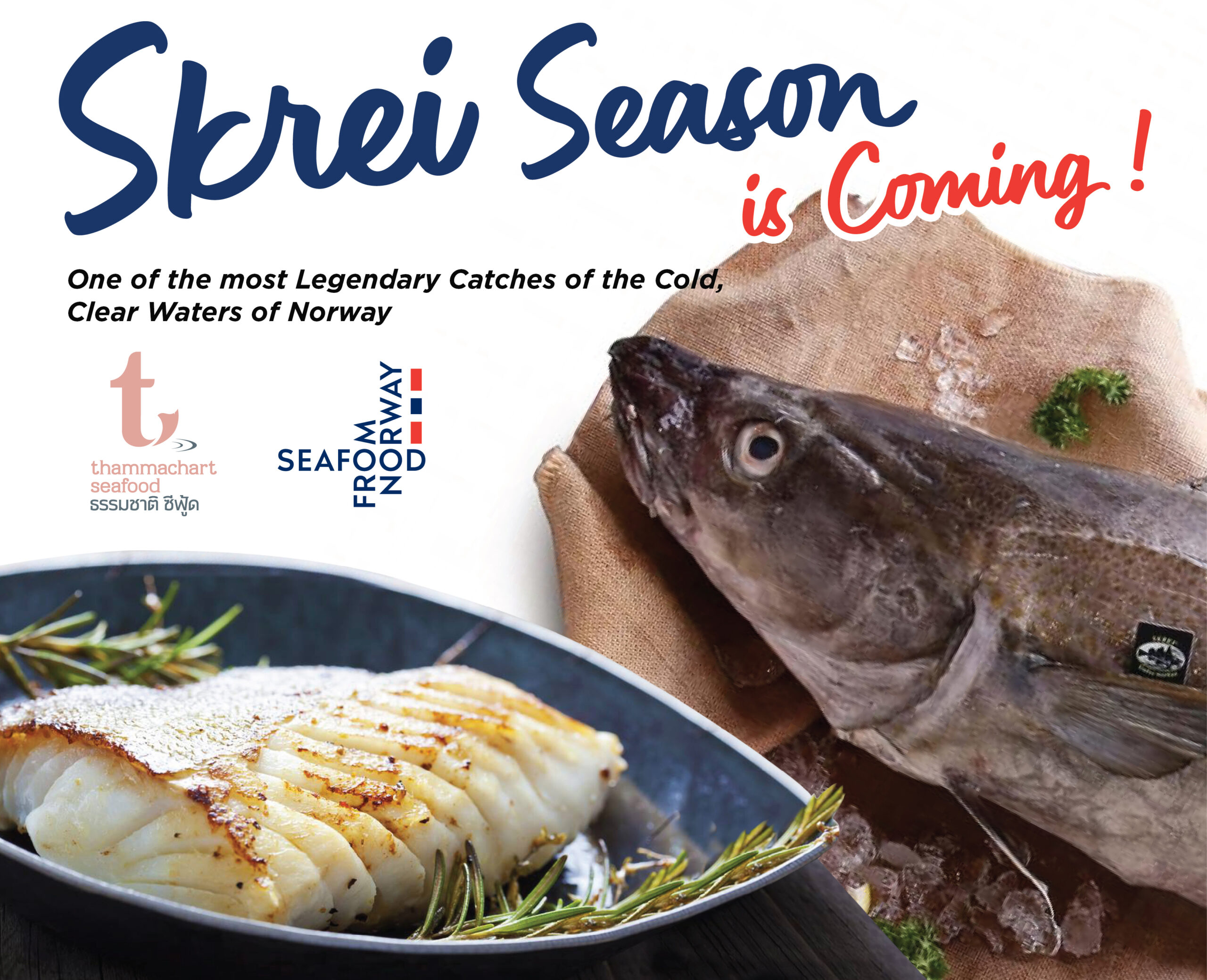Skrei Season is coming! – One of the most Legendary Catches of the Cold of Norway