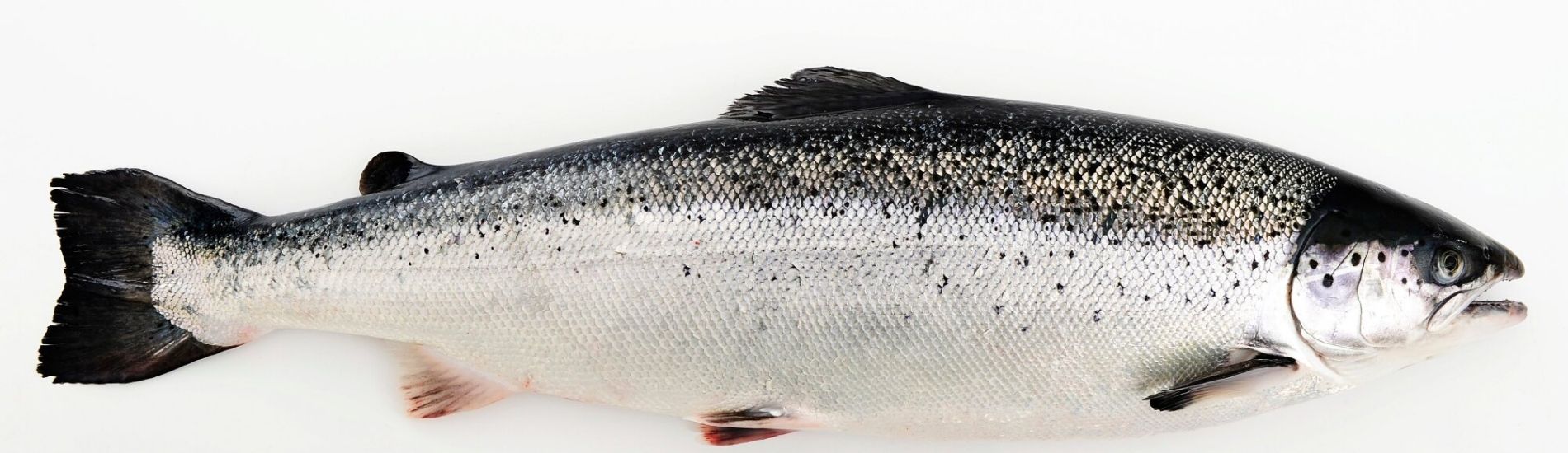 Norwegian Salmon as the World's Most Popular Fish
