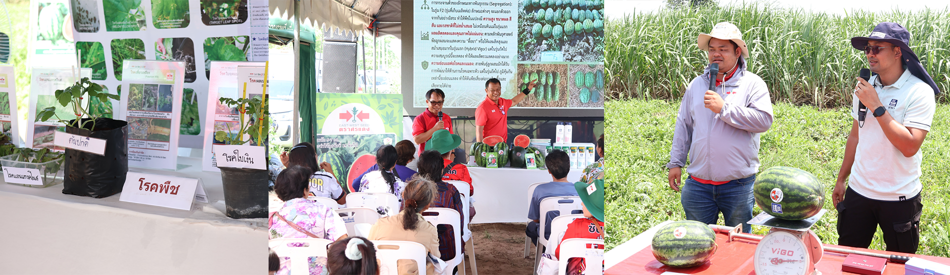 Yara and East West Seed Collaborate to Advance Thai Agriculture