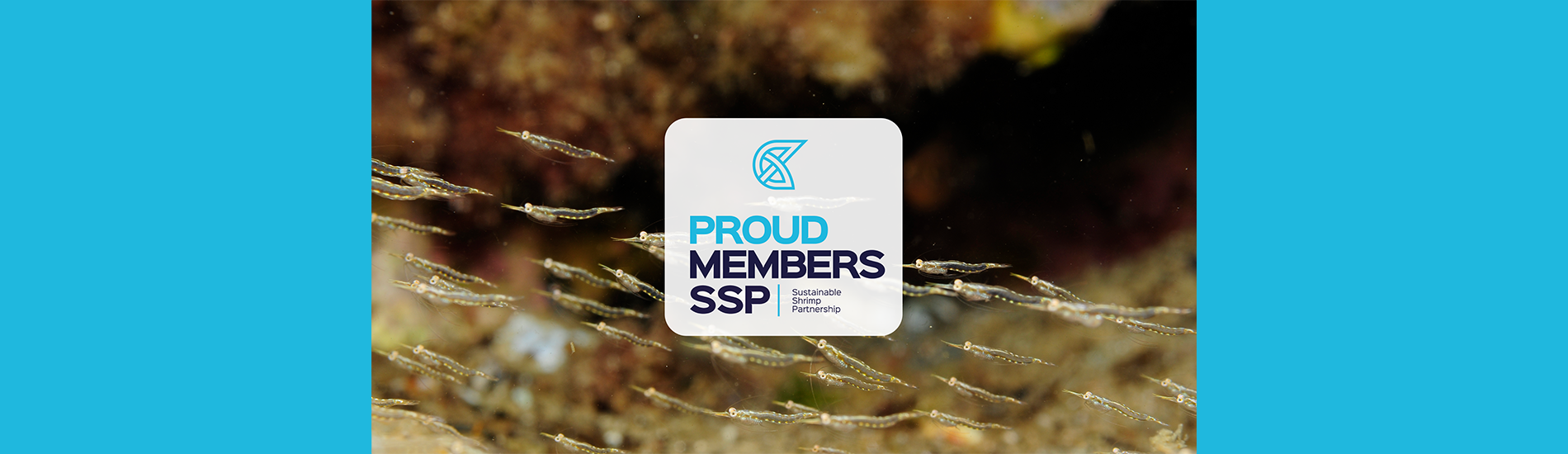 Aker QRILL Company Joins Sustainable Shrimp Partnership